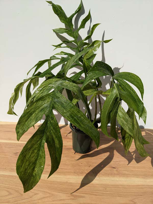 Epipremnum Pinnatum 'Mint' Variegated - PLANT COACTION