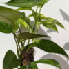 XL Epipremnum Pinnatum Kujang Gold Flame (Coco Pole Mature Actual Plant First Pics)