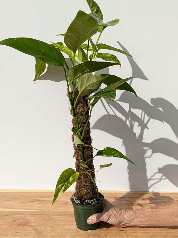 Epipremnum Pinnatum Neon ‘Kujang's Flame’ - Trailing - 4 Pot
