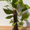 XL Epipremnum Pinnatum Kujang Gold Flame (Coco Pole Mature Actual Plant First Pics)
