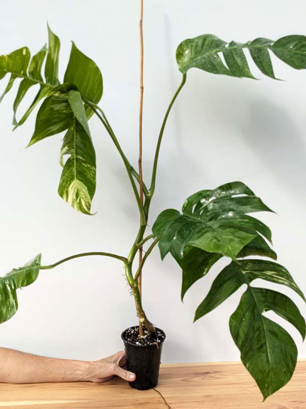 HUGE Epipremnum Pinnatum Mint Variegata (Actual Plant First Pics)