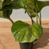 XL Mature Crazy Manjula Pothos Plant (Actual Plant First Pics)
