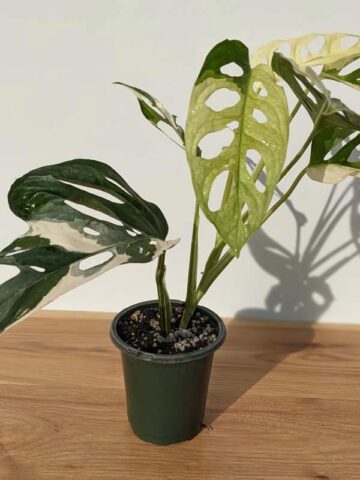 A+ Monstera Adansonii Albovariegata (Actual Plant First Pics)