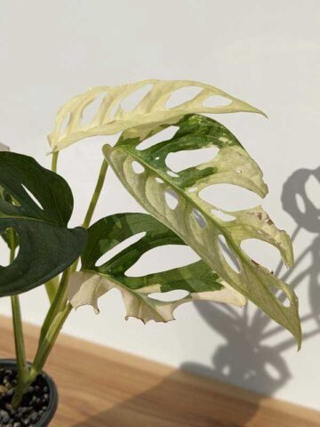 Alternative view of A+ Monstera Adansonii Albovariegata (Actual Plant First Pics)