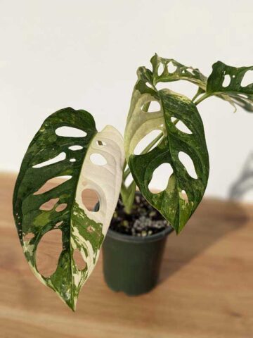 Alternative view of A+ Monstera Adansonii Albovariegata (Actual Plant First Pics)