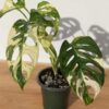 A+ Monstera Adansonii Albovariegata (Actual Plant First Pics)