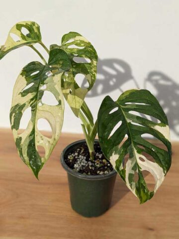 A+ Monstera Adansonii Albovariegata (Actual Plant First Pics)