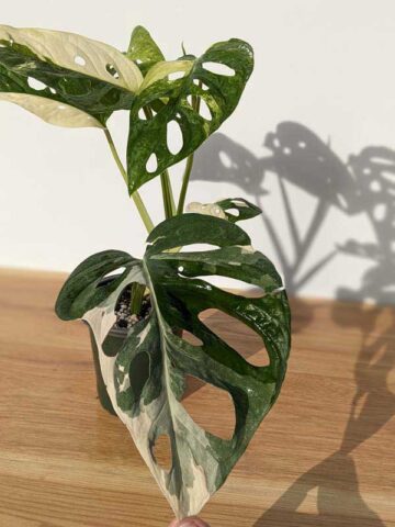 Alternative view of A+ Monstera Adansonii Albovariegata (Actual Plant First Pics)