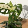 A+ Monstera Adansonii Albovariegata (Actual Plant First Pics)