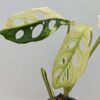 A+ Monstera Adansonii Albovariegata (Actual Plant First Pics)