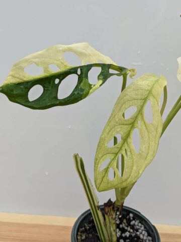 A+ Monstera Adansonii Albovariegata (Actual Plant First Pics)