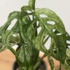 XL Monstera Adansonii European Mint (Mature Actual Plant First Pics)