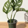 XL Monstera Adansonii European Mint (Mature Actual Plant First Pics)