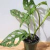 XL Monstera Adansonii European Mint (Mature Actual Plant First Pics)