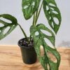 XL Monstera Adansonii European Mint (Mature Actual Plant First Pics)