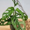 XL Monstera Adansonii European Mint (Mature Actual Plant First Pics)