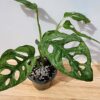 XL Monstera Adansonii European Mint (Mature Actual Plant First Pics)