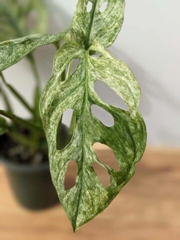 Alternative view of XL Monstera Adansonii European Mint (Mature Actual Plant First Pics)