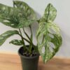 XL Monstera Adansonii European Mint (Mature Actual Plant First Pics)