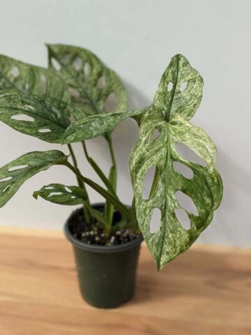 XL Monstera Adansonii European Mint (Mature Actual Plant First Pics)