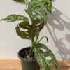 XL Monstera Adansonii European Mint (Mature Actual Plant First Pics)