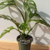 XL Monstera Adansonii European Mint (Mature Actual Plant First Pics)