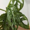 XL Monstera Adansonii European Mint (Mature Actual Plant First Pics)
