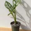 XL Monstera Adansonii European Mint (Mature Actual Plant First Pics)