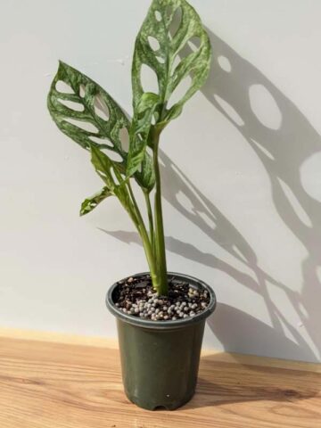 XL Monstera Adansonii European Mint (Mature Actual Plant First Pics)