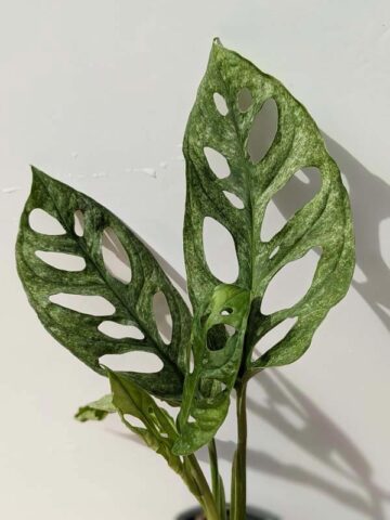 Alternative view of XL Monstera Adansonii European Mint (Mature Actual Plant First Pics)