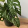 XL Monstera Adansonii European Mint (Mature Actual Plant First Pics)