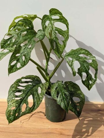 XL Monstera Adansonii European Mint (Mature Actual Plant First Pics)