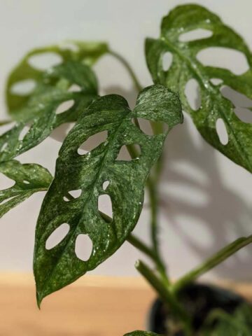 Alternative view of XL Monstera Adansonii European Mint (Mature Actual Plant First Pics)