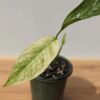 RARE Monstera Adansonii Laniata Variegated Mint in 4" Round Pot (Actual Plant)
