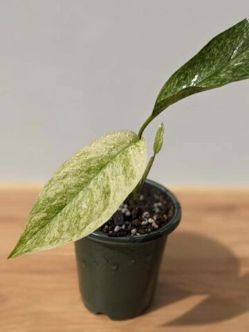 RARE Monstera Adansonii Laniata Variegated Mint in 4" Round Pot (Actual Plant)