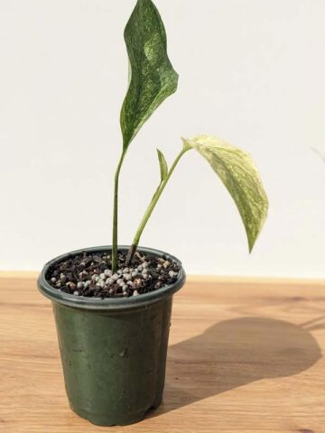 Alternative view of RARE Monstera Adansonii Laniata Variegated Mint in 4" Round Pot (Actual Plant)