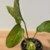 RARE Monstera Adansonii Laniata Variegated Mint in 4" Round Pot (Actual Plant)