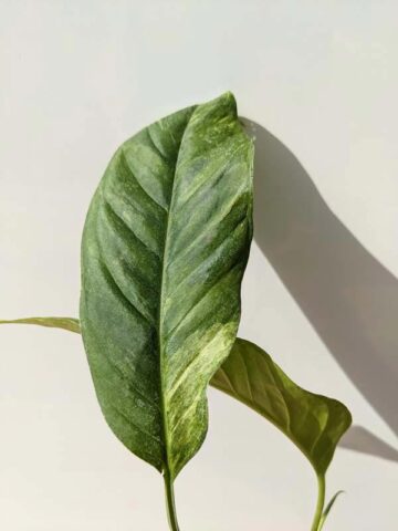 RARE Monstera Adansonii Laniata Variegated Mint in 4" Round Pot (Actual Plant)