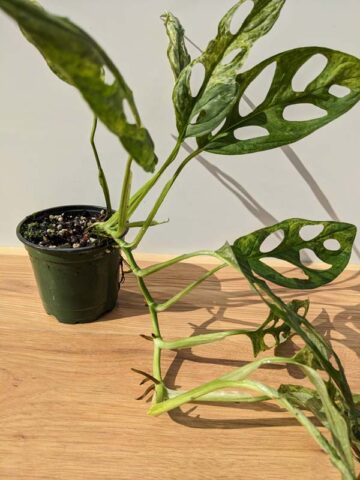 Alternative view of XL Monstera Adansonii Mint Wide Leaf Plant in 4" Round Pot (Actual Plant First Pics)