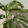 XL Monstera Adansonii Mint Wide Leaf Plant in 4" Round Pot (Actual Plant First Pics)