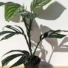 Lg. Monstera Aureopinnata Plant in 4" Round Pot (Actual Plant First Pics)