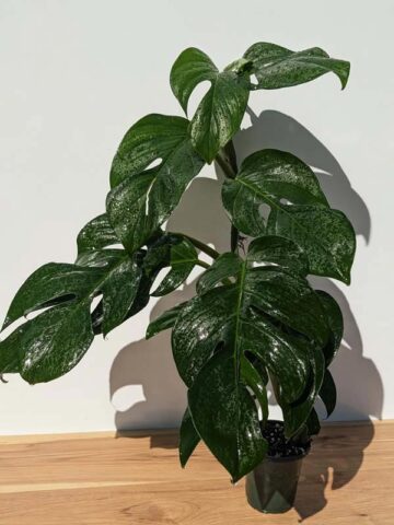 HUGE Monstera Dissecta Fairchild in 4″ pot (Actual Plant First Photos)
