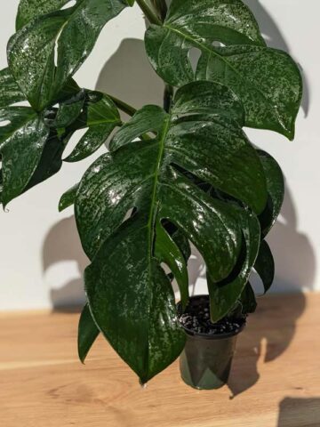 Alternative view of HUGE Monstera Dissecta Fairchild in 4″ pot (Actual Plant First Photos)