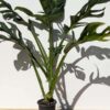 HUGE Monstera Dissecta Fairchild in 4″ pot (Actual Plant First Photos)