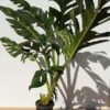 HUGE Monstera Dissecta Fairchild in 4″ pot (Actual Plant First Photos)