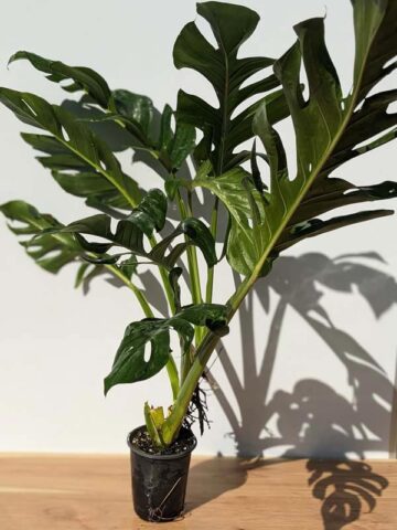 HUGE Monstera Dissecta Fairchild in 4″ pot (Actual Plant First Photos)