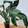 HUGE Monstera Dissecta Fairchild in 4″ pot (Actual Plant First Photos)