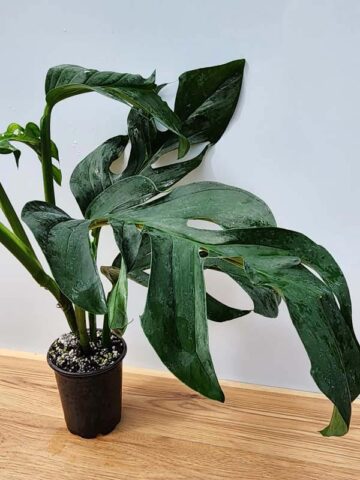 HUGE Monstera Dissecta Fairchild in 4″ pot (Actual Plant First Photos)