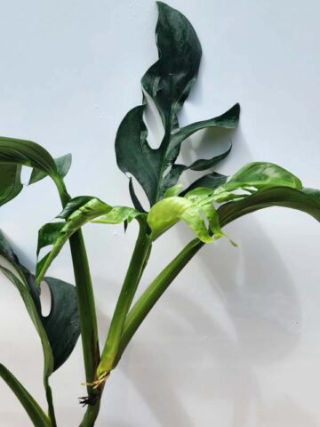 Alternative view of HUGE Monstera Dissecta Fairchild in 4″ pot (Actual Plant First Photos)
