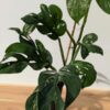 HUGE Monstera Dissecta Fairchild in 4″ pot (Actual Plant First Photos)